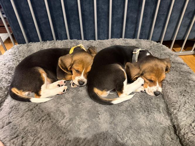 Gene-Edited Hypoallergenic Dogs