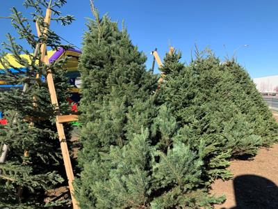 Christmas Tree Lot