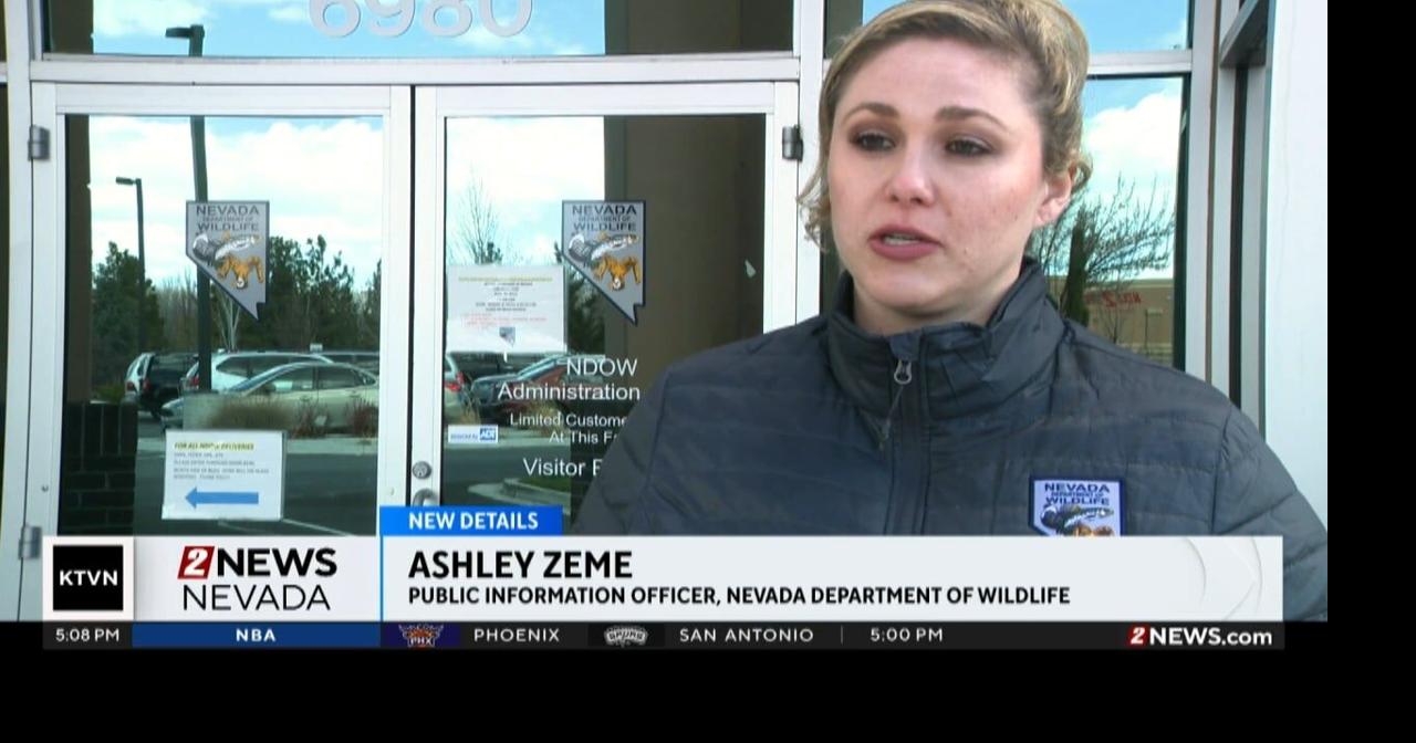 Mountain Lion Safety Tips News