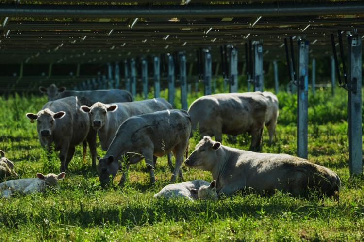 Climate Solar Farm Cattle