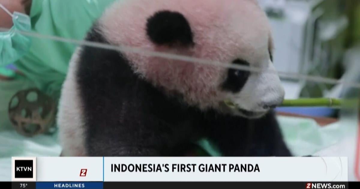 Panda raksasa pertama Indonesia