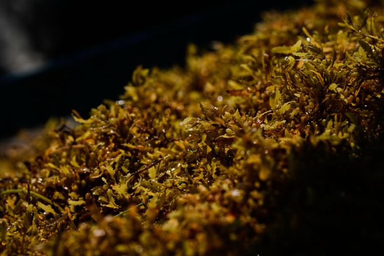 Mexico Sargassum