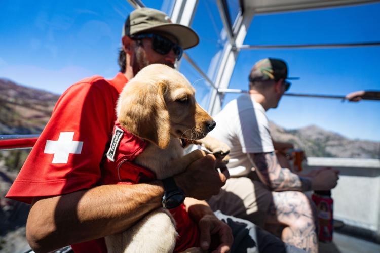 Palisades Tahoe New Avalanche Rescue Dog - Meet Binny