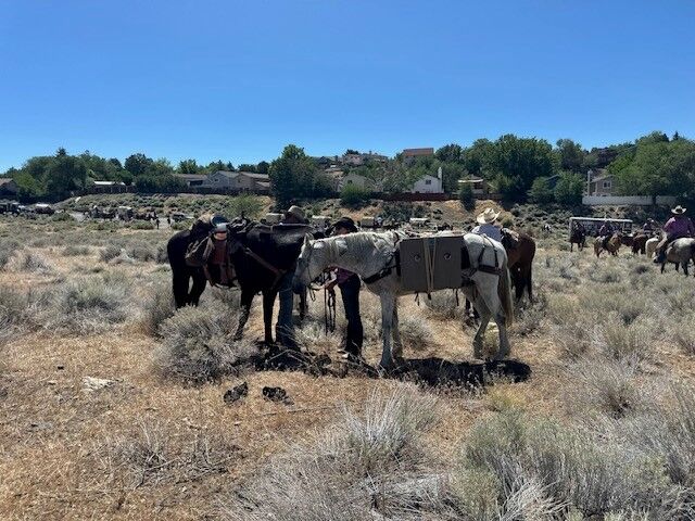 Reno Rodeo 2025 Cattle Drive - final trek to rodeo grounds 22