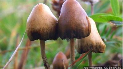 Oakland Second U.S. City To Decriminalize Magic Mushrooms