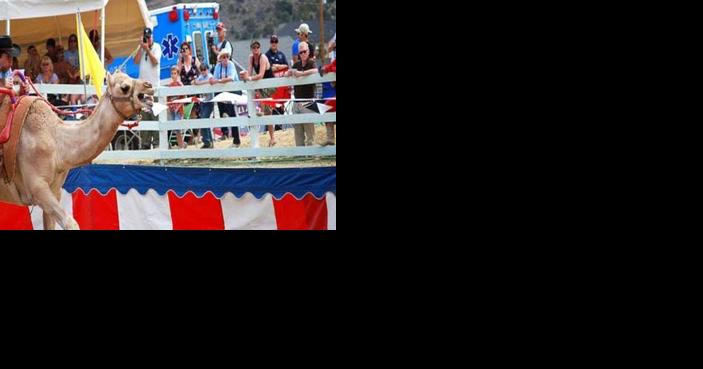 Tickets on sale for 63rd International Camel & Ostrich Races in Virginia City. - Vimarsana News