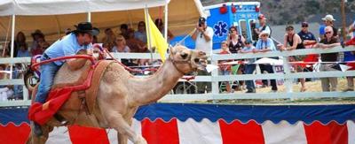 62nd Annual Camel And Ostrich Races Return to Virginia City
