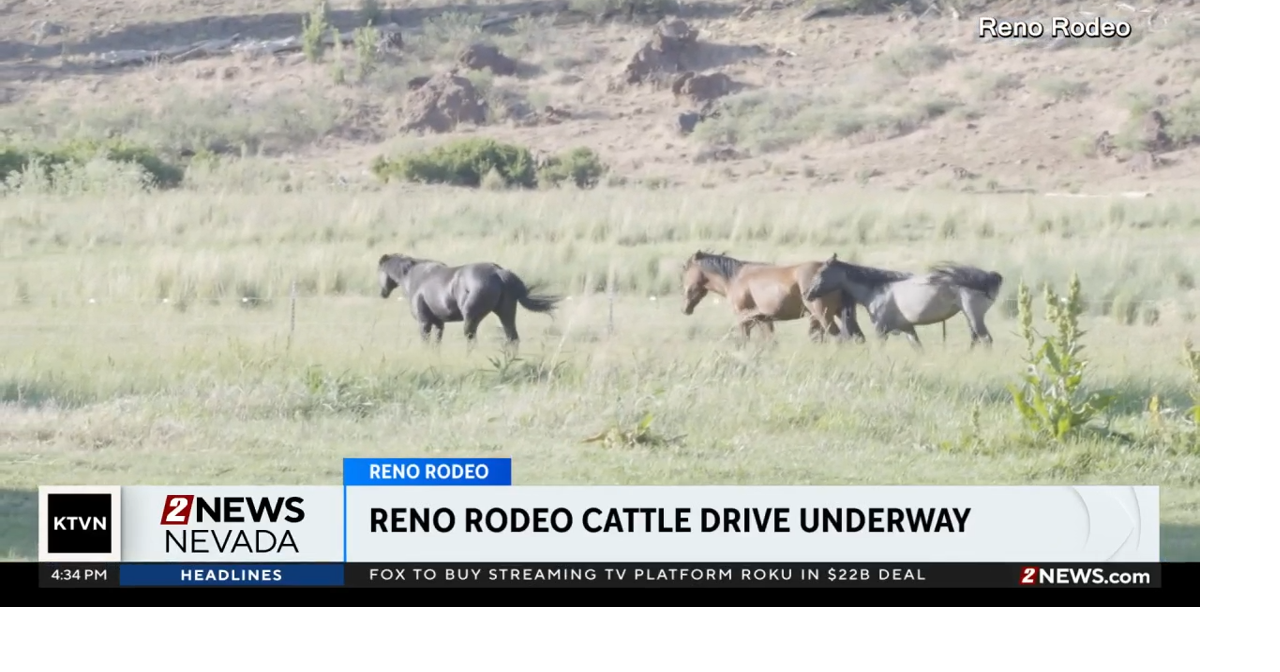 Reno Rodeo Cattle Drive underway