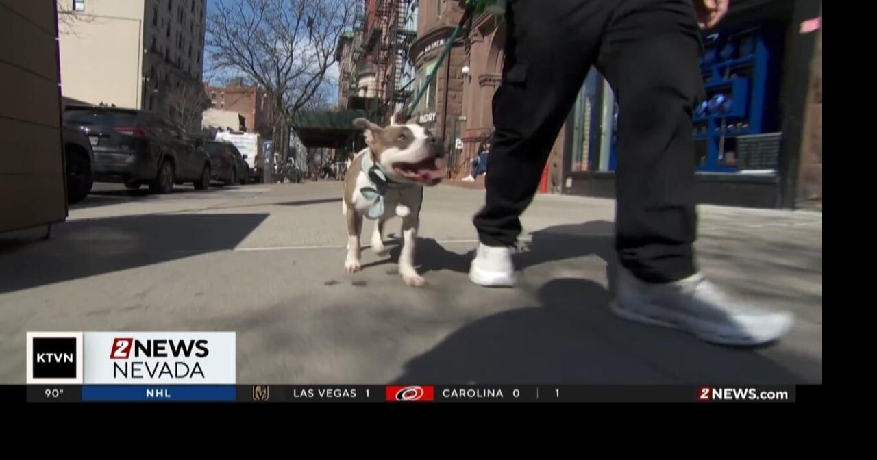 Millions of pets suffer from season allergies