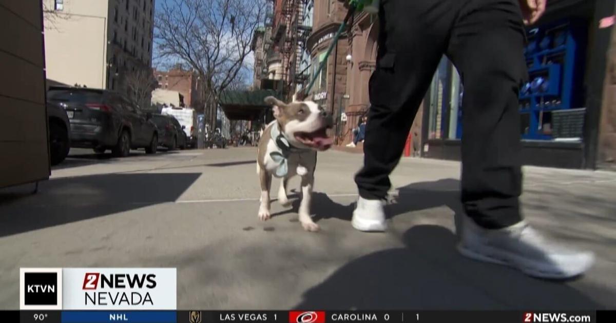 Millions of pets suffer from season allergies