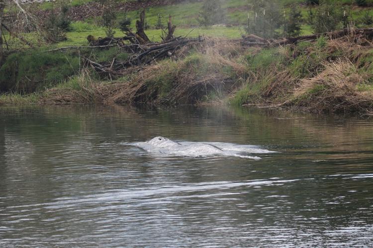 Gray Whale River