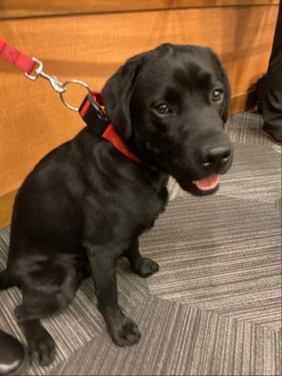 Boston, Reno Fire Department's Arson Dog