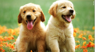 Dogs MGN