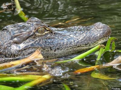 Man Found Eaten By Alligator Actually Died Of Meth Overdose