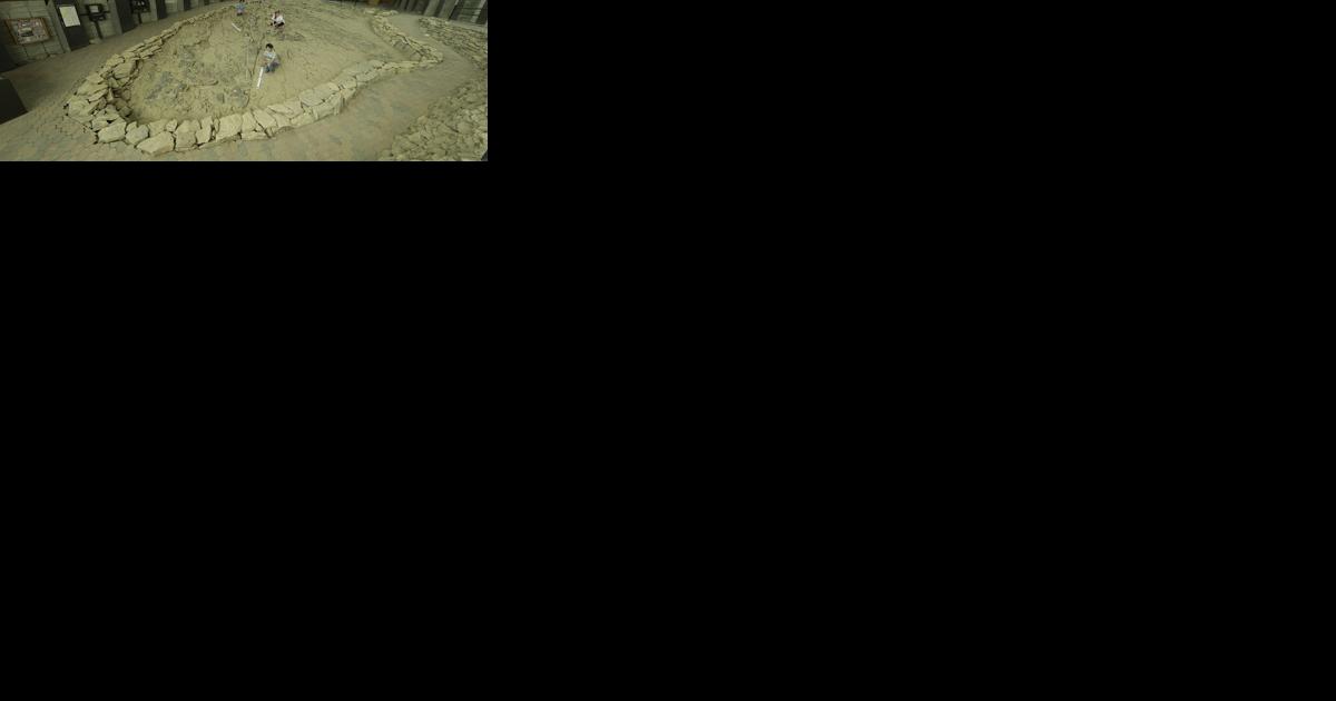 Cluster of prehistoric giant marine reptile fossils believed to be birthing grounds - Vimarsana News