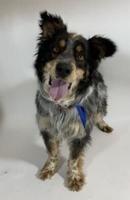 Pet of the Week: Mable