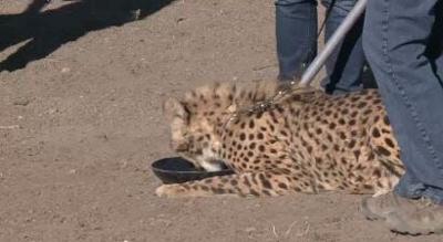 Cheetah Races Spotlight Animal Ark's Mission
