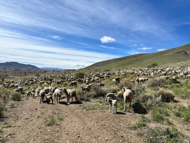 Annual Carson City Fuel Reduction Project Using Sheep
