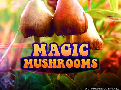 Denver First US City to Decriminalize 'Magic Mushrooms'