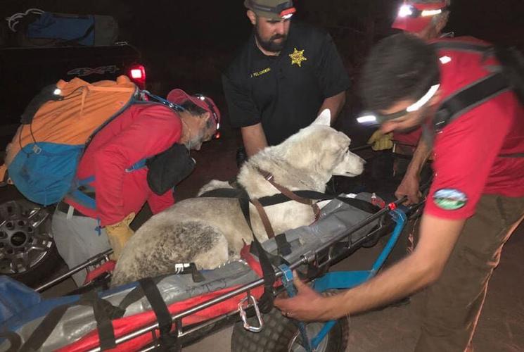 11-Year-Old Dog Injured, Rescued From Steep Terrain in Mono County