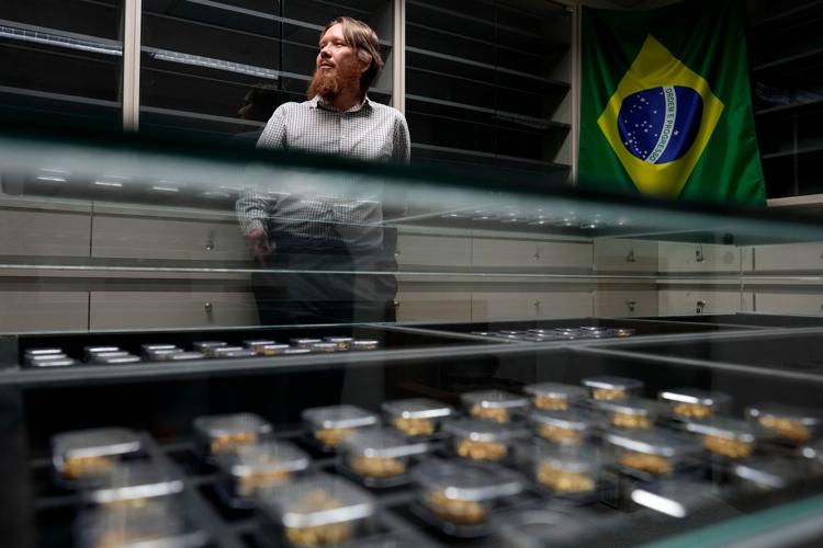 Brazil Amazon Gold Lab