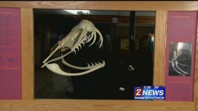 Wilbur May Museum Spotlights Snakes With New Exhibit