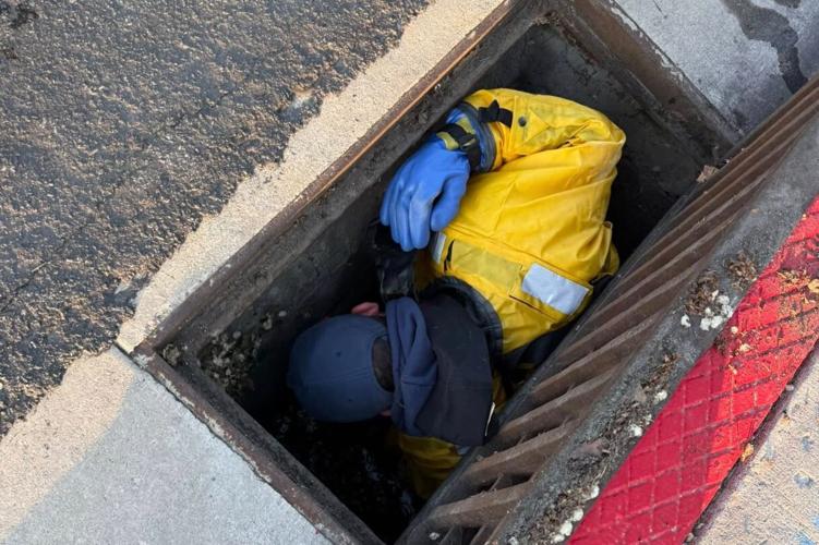 Duckling resce 3.JPG