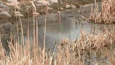 North Valleys Buzzing with Pests; Residents See Mosquitoes, Midges Return