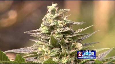 Initiative Seeks to Legalize Marijuana in Nevada