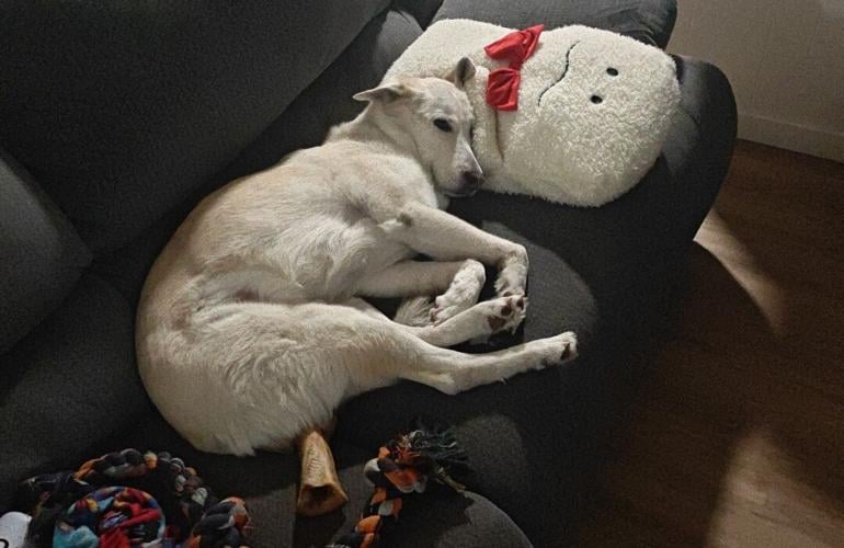 Mishka