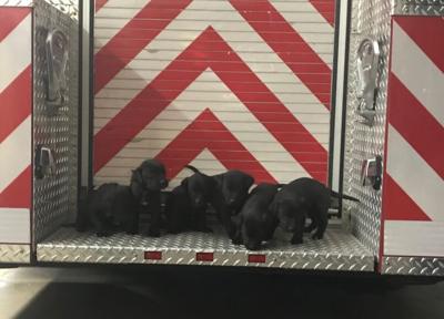 TMFPD Saves Six Puppies From Burning Structure