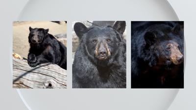 Animal Ark bear.jpg