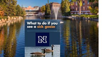 Sick Goose UNR .jpg