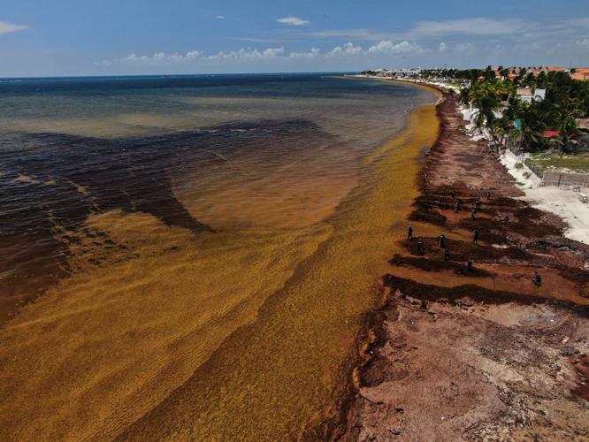 Mexico Sargassum