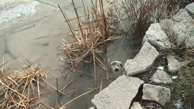 Reno Neighborhoods Clean Up After Floods