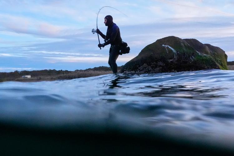 Saving Striped Bass