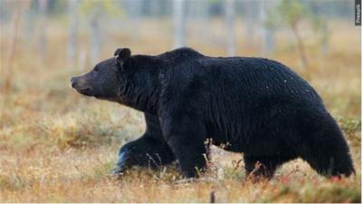 Bear in grass