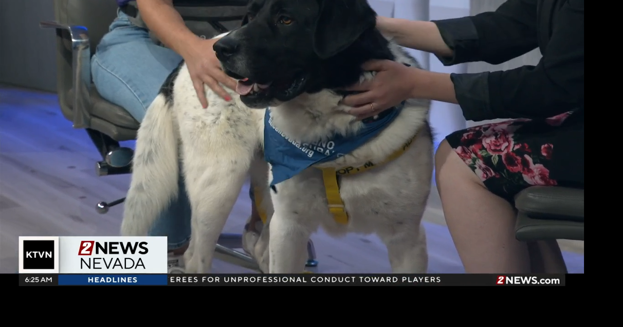 Pet of the Week: Phoenix