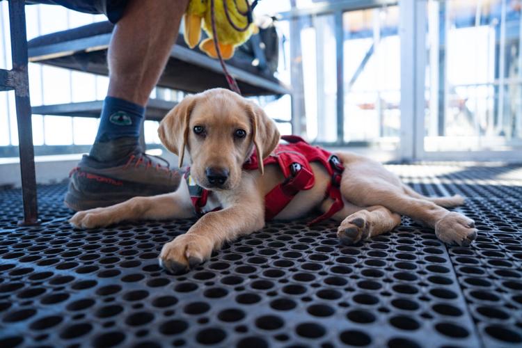 Palisades Tahoe New Avalanche Rescue Dog - Meet Binny