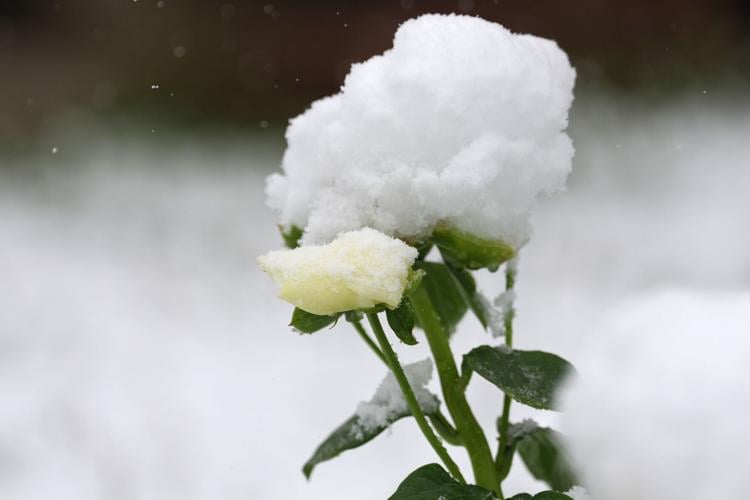 West Snow