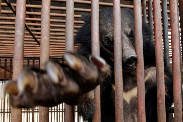 South Korea Bear Bile