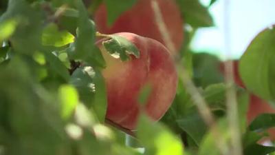 Reno Gleaning Project Busier Than Ever