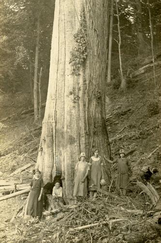 America 250 Objects American Chestnut