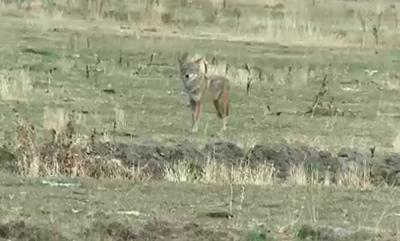 Increased Coyote Presence Causes Concern For Pet Owners
