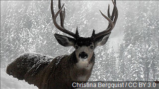 Harsh Winter Took Toll on Wildlife in Seven Western States