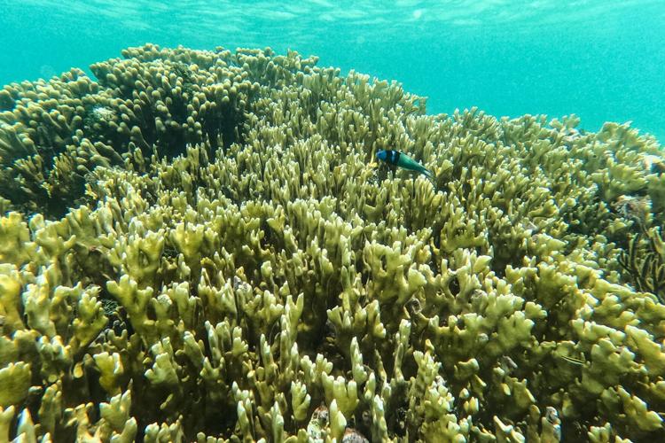 Climate El Nino
