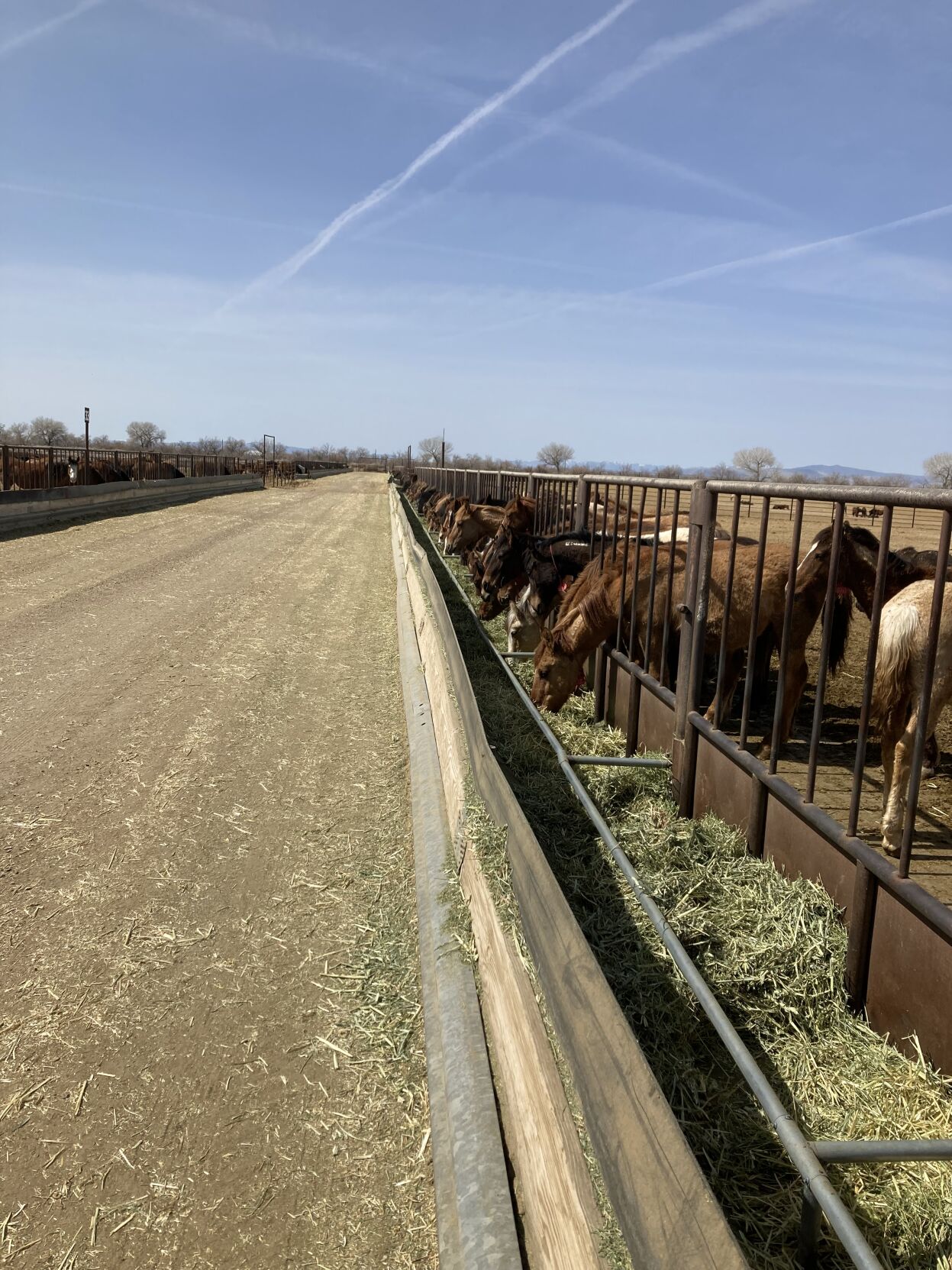 Wild Horses feeding at the Indian Lakes Off-range Corrals