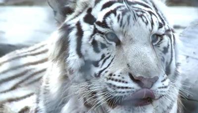 Winter Food Drive for Animals at Sierra Safari Zoo