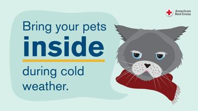 Pets during winter season