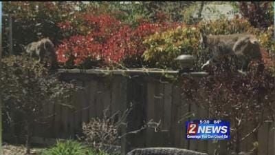 Mountain Lions & Bobcats Reported in Somersett Area